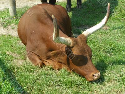 Buffalo