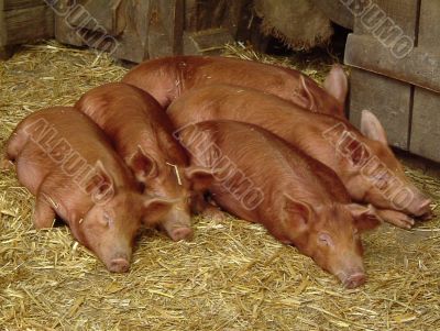 Pig family