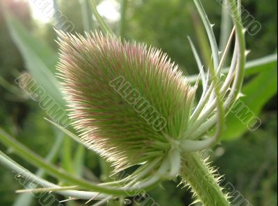 Thistle