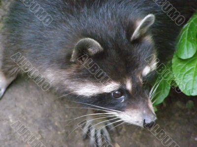 raccoon