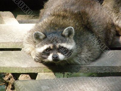 raccoon