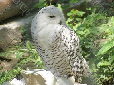 Arctic  owl