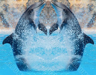 Dolphins jumping