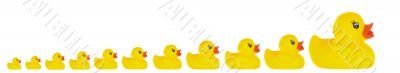 Family duck toy