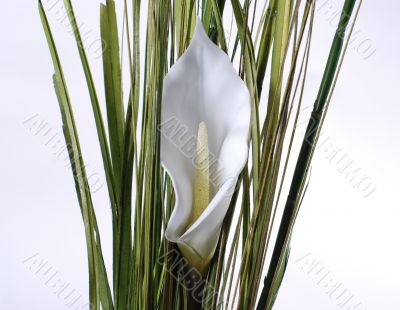 White lilys