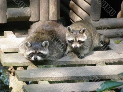 raccoons