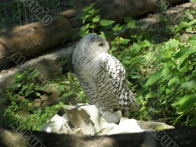 Arctic Owl