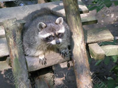 raccoon