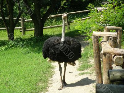 Ostrich