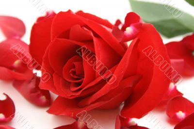 Red rose on petals