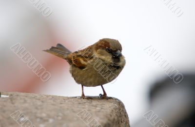 Sparrow on a parapet