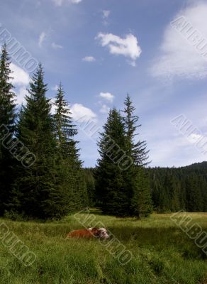red cow on the clearing in the forest
