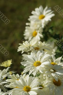floral composition with few white camomiles