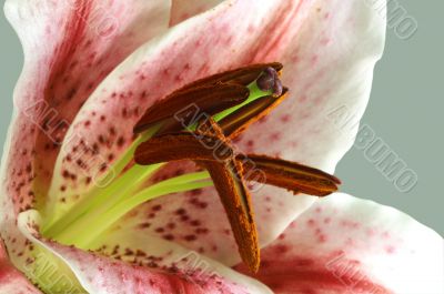 close up of lily