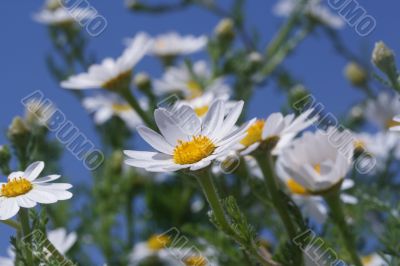 Camomiles and blue sky