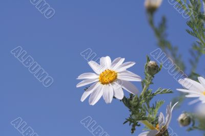 Camomiles and blue sky