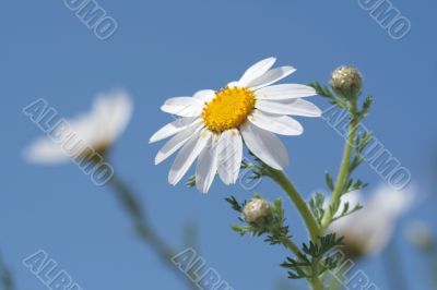 Camomiles and blue sky