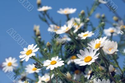 Camomiles and blue sky