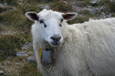 Sheep on a road high in mountain in Norway