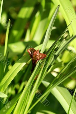 young red shoot