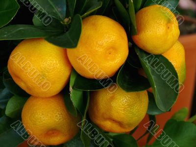 Orange Fruit