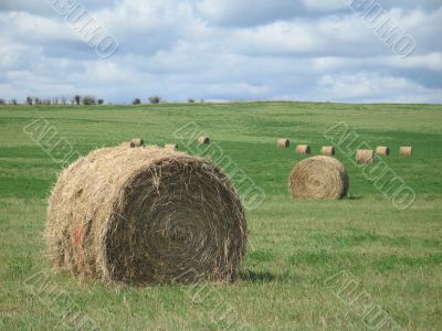 Bales of hay in a field