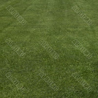 Freshly cut grass