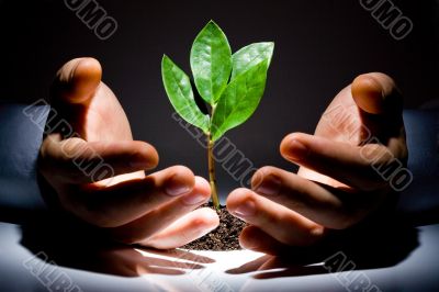 Hands with plant