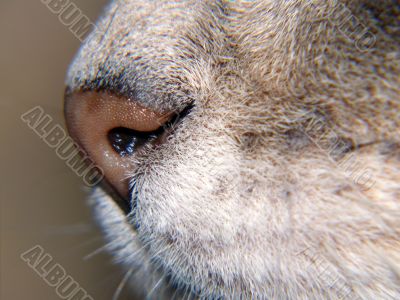 Cat nose