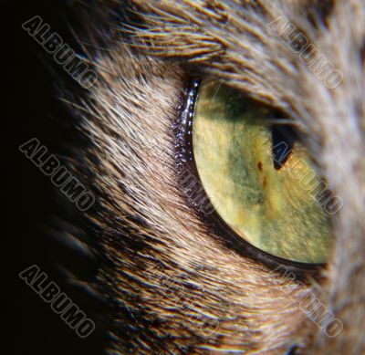 Cat`s Eye