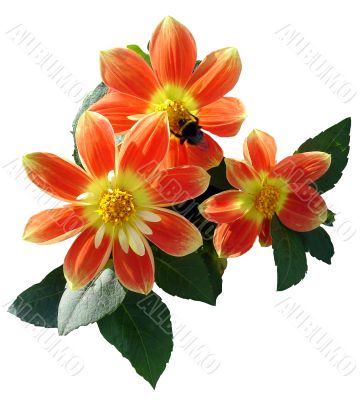 bumblebee on red flowers