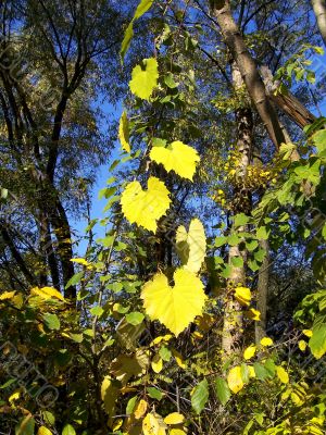 yellow leaves of vine