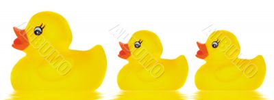 Family duck toy
