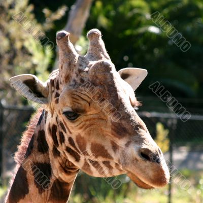 Baringo Giraffe 4751