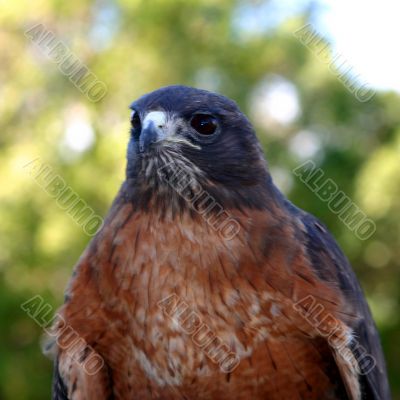 Red Tailed Hawk 4804