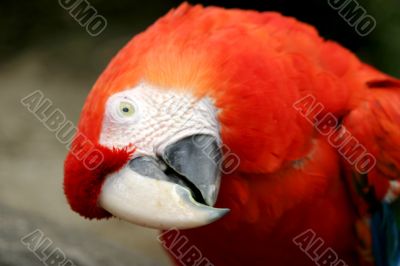 Scalet Macaw 4865