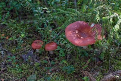 red russules