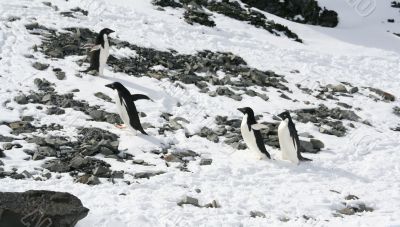 Four young Adelie penguins playing
