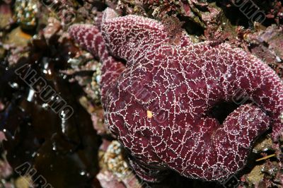 Purple starfish