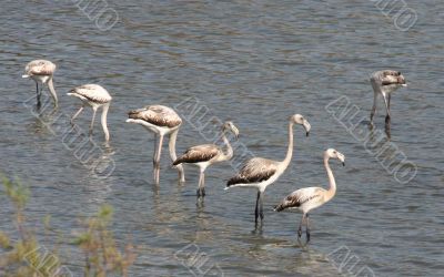 Flamingos in coastal lagoon