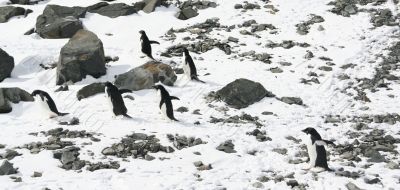 Six young Adelie penguins out for a stroll