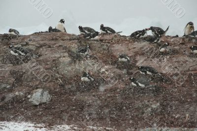 Gentoo penguin colony, nesting birds