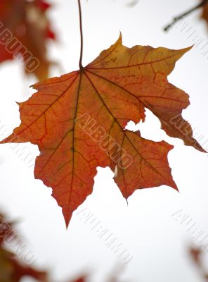 Single Red Maple Leaf