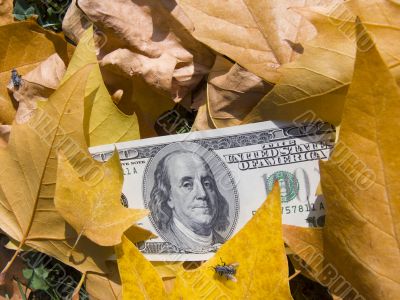 American dollars and autumn  leaves