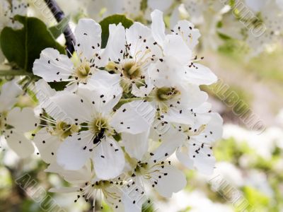 Crab apple blossoms in the spring