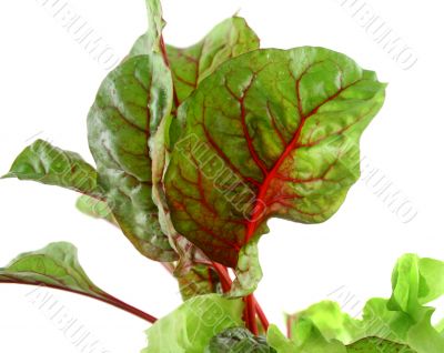Red Chard Lettuce