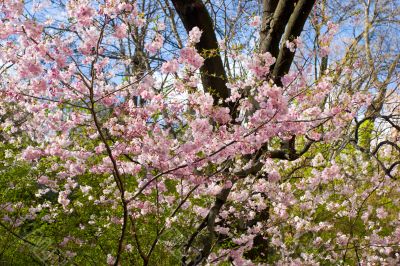 Blooming garden