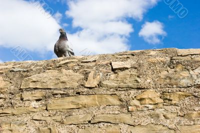 Pigeon on the wall