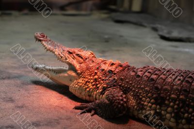 crocodile warming at the zoo