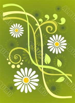 chamomiles background
